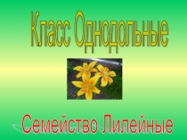 Презентация по теме Класс Однодольные. Семейство Лилейные