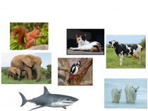 Презентация к уроку технологии в 1 классе по теме: ПроектДикие животные. Коллаж