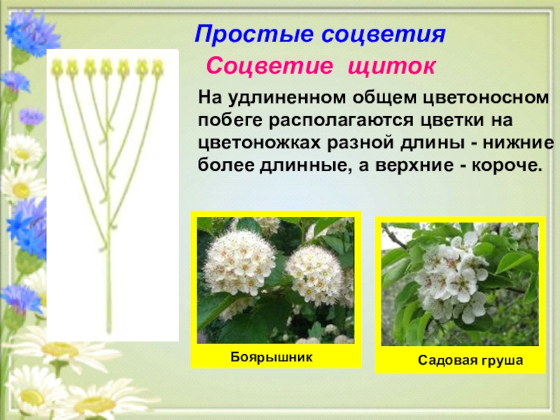 Соцветие головка описание. Боярышник соцветие щиток. Яблоня соцветие щиток. Простые соцветия щиток. Простые соцветия.