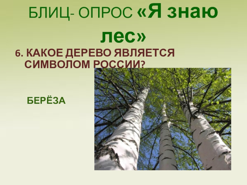 Сколько берез в каждом ряду. Дерево символ России. Какие деревья являются символом России. Какое дерево символ России. Разновидности березы.