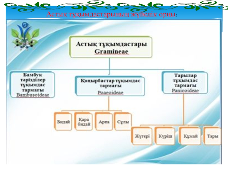 Астралылар тұқымдасы презентация