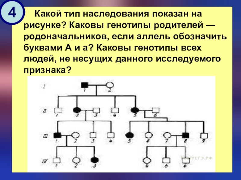 Изучите схему и определите тип наследования признака поясните определите генотипы 1234