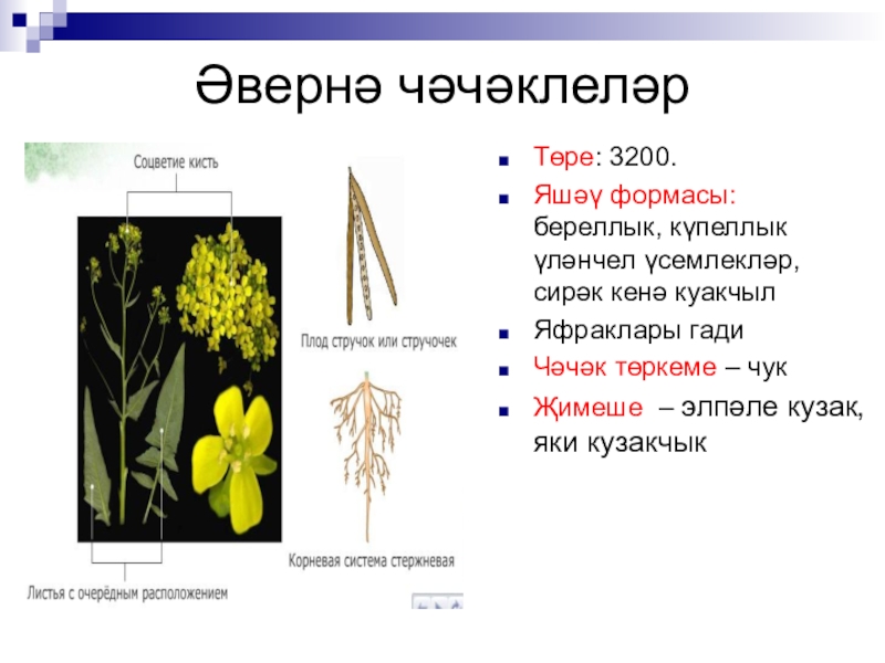 Крестоцветные корневые. Розоцветные соцветие кисть. Интересные факты о соцветиях. Тип корневой системы соцветие кисть. Соцветие кисть плод стручок значение.