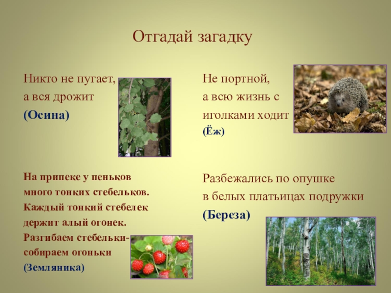 Никто не пугает а дрожит. Отгадай загадку никто не пугает а вся дрожит. Никто не пугает а вся дрожит. Загадка про осину. Никто не пугает а дрожит загадка.