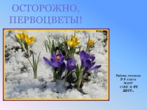 Презентация по окружающему миру Осторожно, первоцветы!