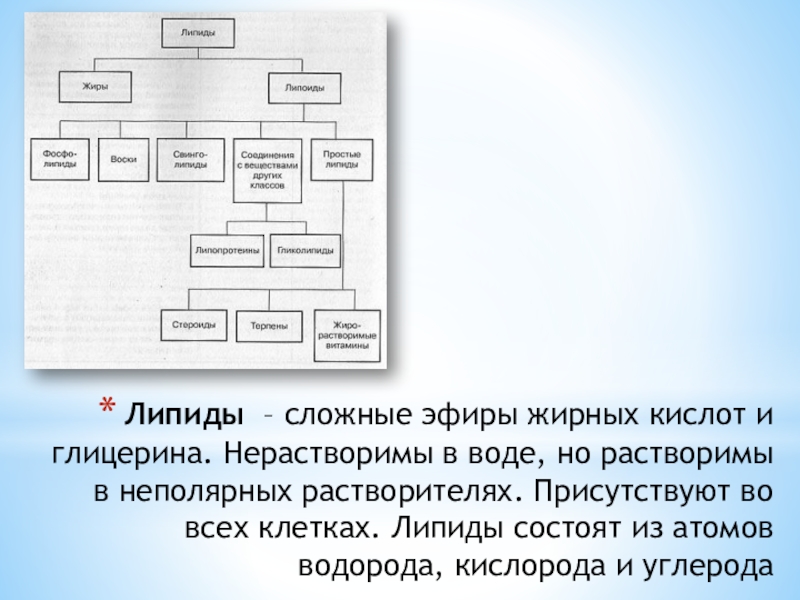 4 органические вещества клетки углеводы липиды