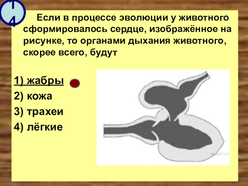 Кому из известных вам животных может принадлежать сердце изображенное на рисунке объясните почему