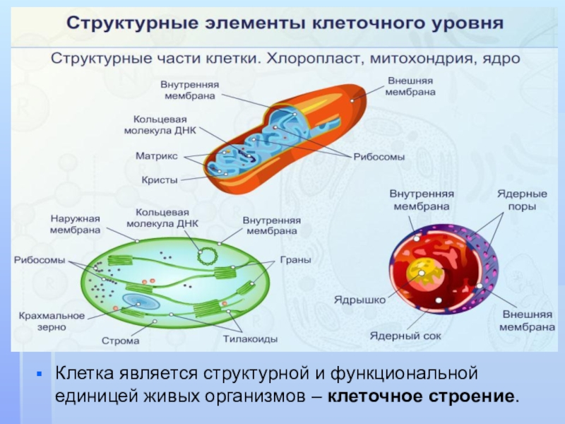 Структурная и функциональная единица организма. Структурные компоненты клетки. Структурные компоненты клетки схема. Основные структурные компоненты клетки. Назовите структурные элементы клетки.