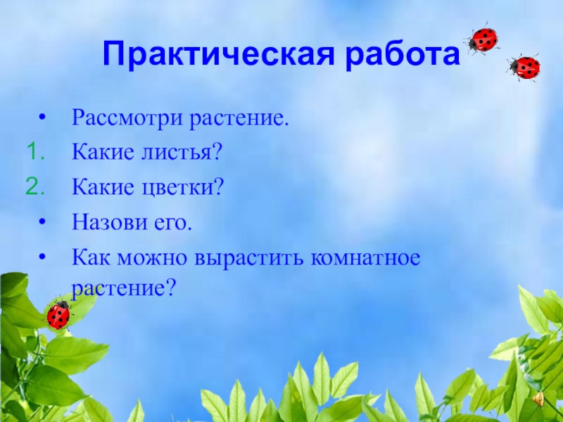 Уголок природы сочинение 6 класс. Описание уголка природы русский язык 2 класс. Какой источник крохнама называют растениями. Выбери любое растение описать его и выделить прилагательное.