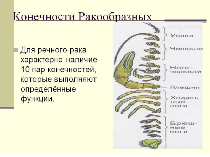 Ходильных ног пары. Строение конечностей ракообразных. Ходильные конечности ракообразных. Строение ног ракообразных. Ракообразные строение конеч.