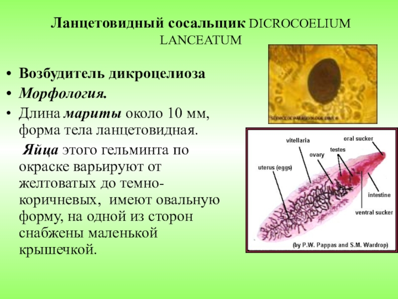 Яйца ланцетовидного сосальщика рисунок