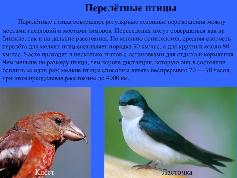 Способы полета перелетных птиц. Почему птицы улетают на юг. Попочему птицы улетают на юг?. Почему птицы совершают. Перелетные птицы туркменистана.