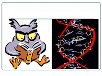 Закономерности изменчивости: мутационная изменчивость.