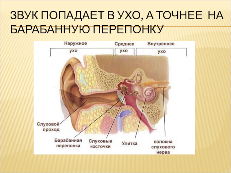 Ухо человека способно улавливать звук с частотой. Как передается звук в ухе. Ухо барабанная перепонка. Барабанная перепонка улавливает внешние звуки. Схема уха и звука.