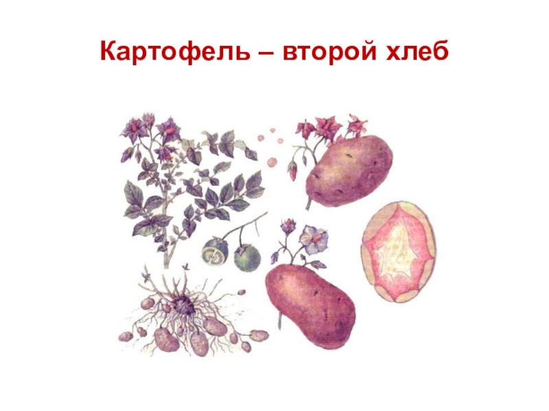 Вторая картошка. Картофель второй хлеб. Презентация картофель второй хлеб. Проект картошка второй хлеб. Картофель наш второй хлеб презентация.