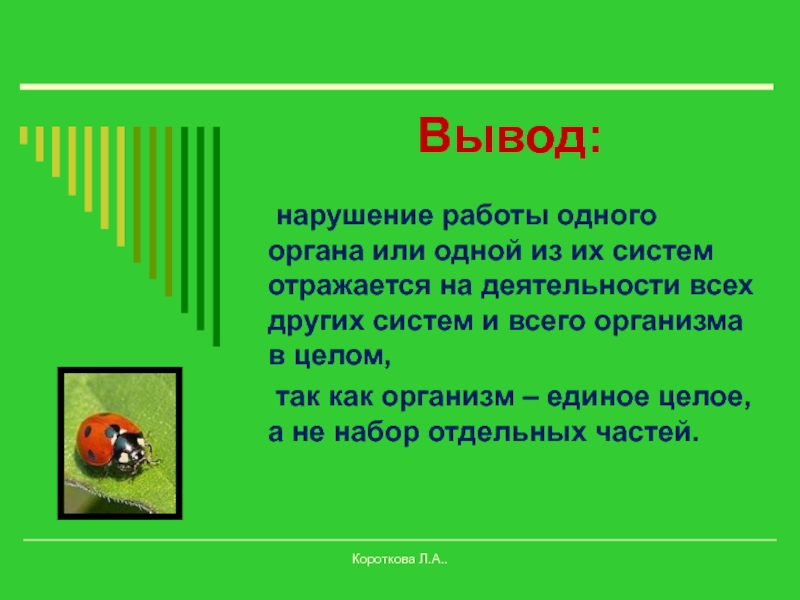 Презентация по биологии 6 класс организм единое целое