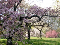 Презентация к уроку по литературе на тему: Символ сада в пьесе А. П. Чехова Вишневый сад