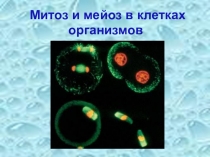 Презентация к уроку биологии по теме Сравнение митоза и мейоза