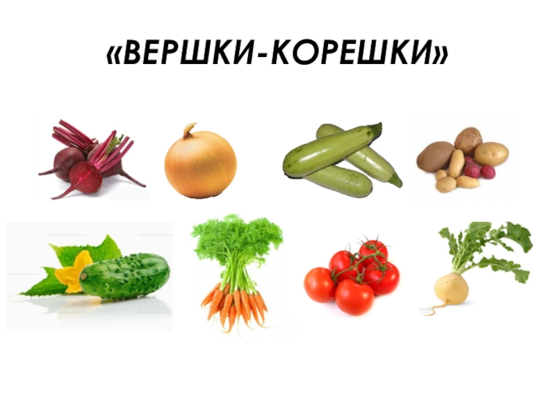 Вершки и корешки овощи картинки