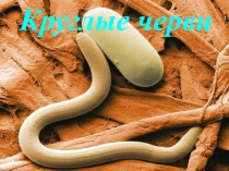 Презентация по биологии Круглые черви 7 класс