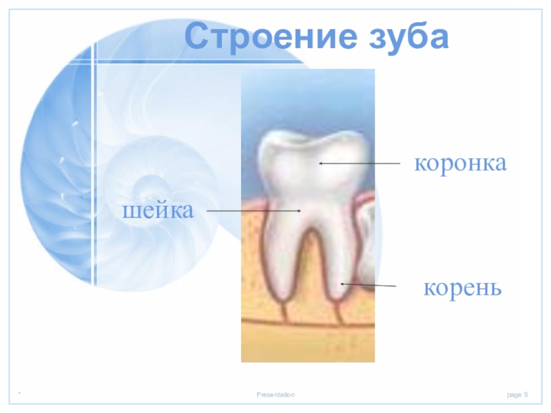 Рисунок зуба с подписями