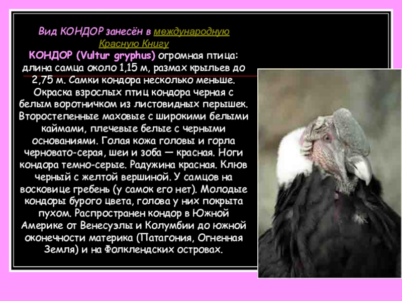 Вид КОНДОР занесён в международную Красную Книгу КОНДОР (Vultur gryphus) огромная птица: длина самца около 1,15 м,