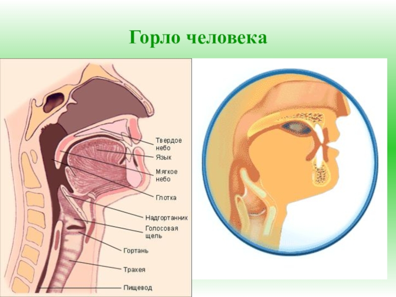 Гортань человека