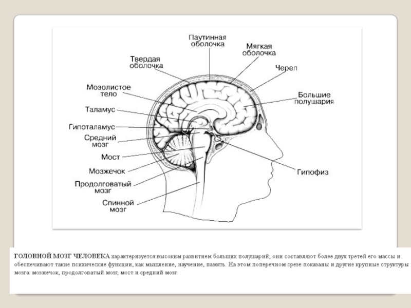 Структура головного мозга рисунок 8 класс