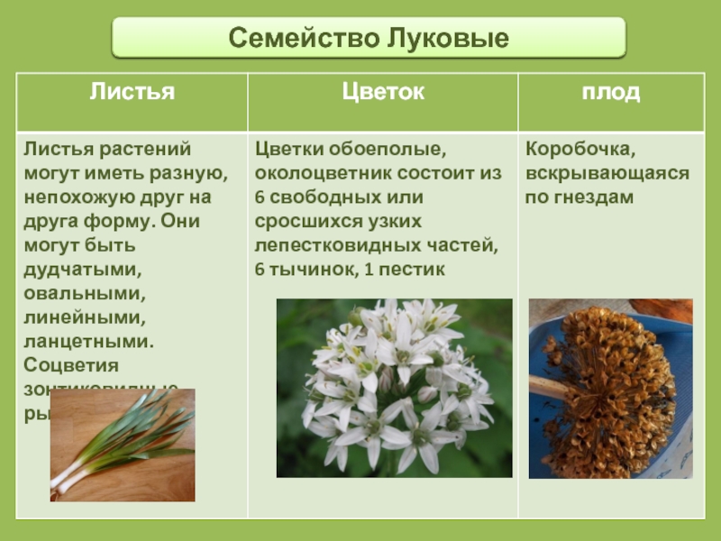 Презентация на тему однодольные растения 6 класс