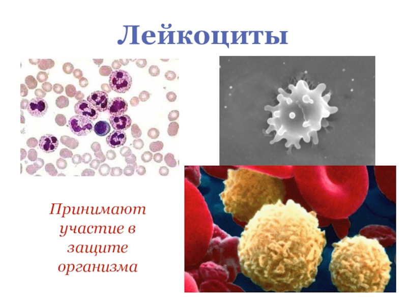 Лейкоциты. Лейкоциты в организме человека. Лейкоциты участвуют в. Кровяные клетки участвуют в защите организма.