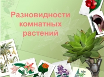 Презентация по технологии Разновидности комнатных растений