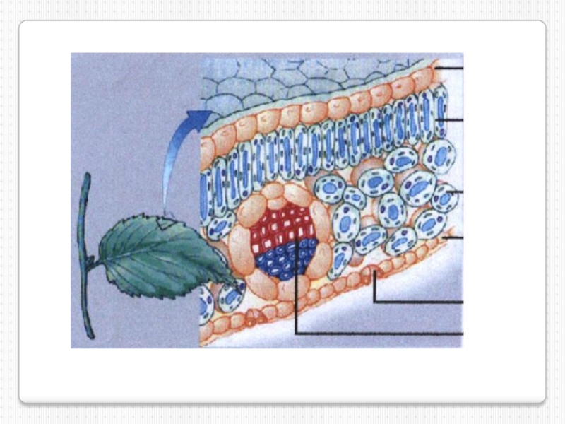 Поперечное сечение листа верхний слой эпидермы функции. Модель внутреннего строения листа из пластилина. Основная ткань у листовой пластинки. Внутреннее строение листа из пластилина. Схема внутреннего строения листа биология 6 класс.