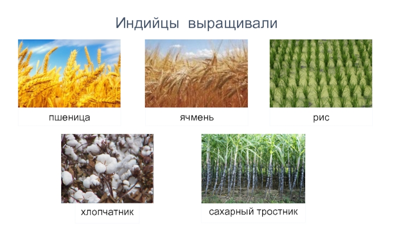 Сахарный хлопок. Рис и сахарный тростник. Сахарный тростник относится к культурным растениям. Зерновые культуры для детей. Хлопчатник и сахарный тростник.