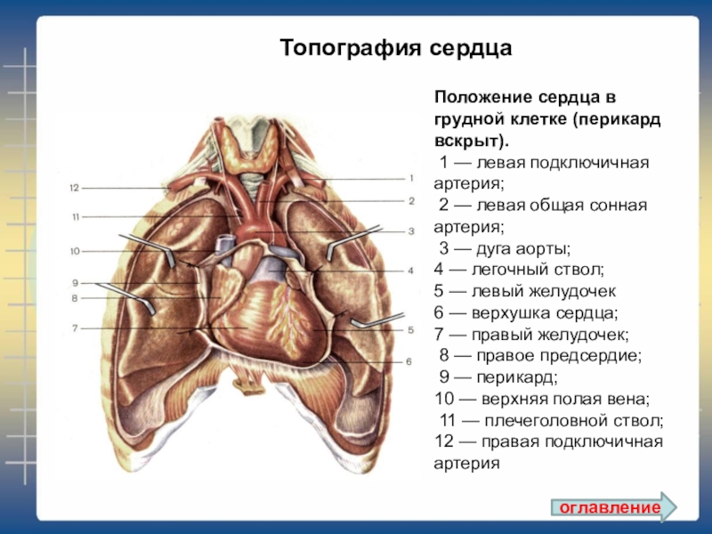 Положение сердца. Положение сердца в грудной клетке. Положение сердца анатомия. Положение сердца в грудной полости. Сердце: положение сердца.