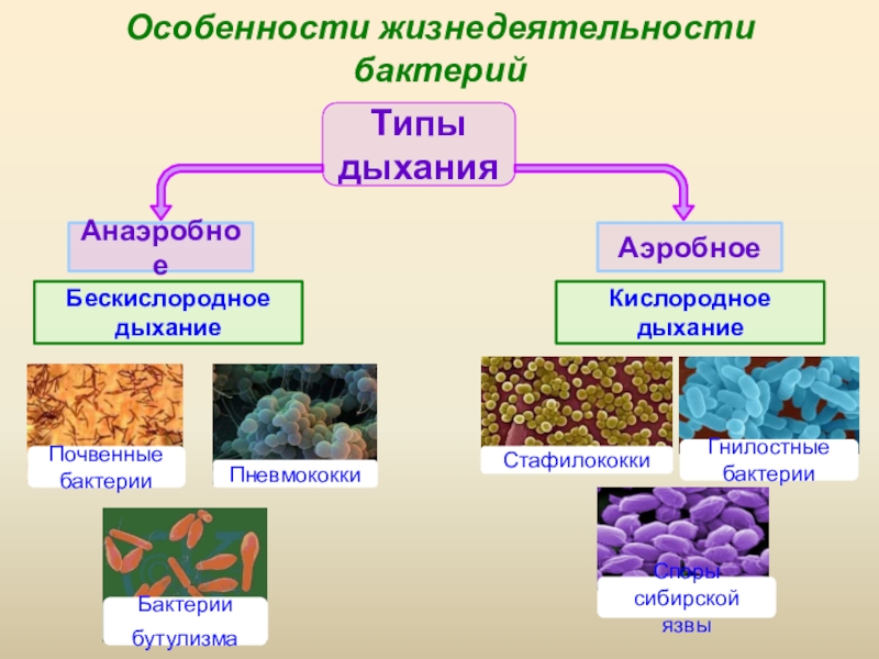Аэробного типа. Аэробные формы микроорганизмов. Аэробные и анаэробные организмы. Аэробные и анаэробные микроорганизмы. Аэробные бактерии.