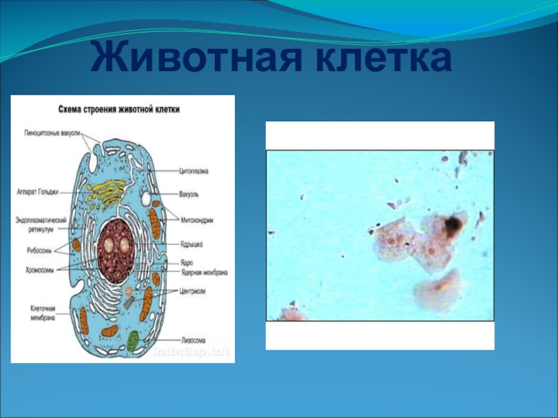 Презентация на тему строение клетки животной клетки