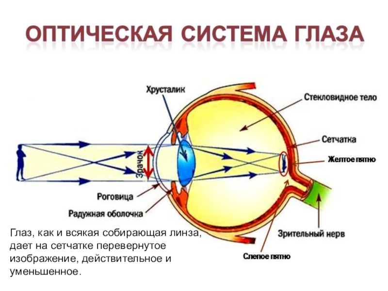 Фиксирует изображение на сетчатке это