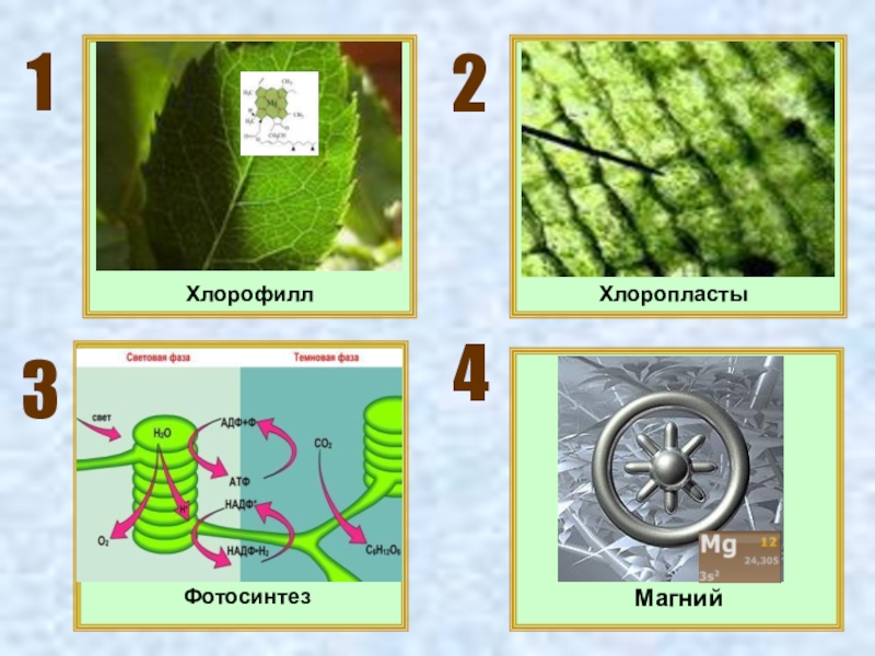 Хлорофилл 6. Хлорофилл фотосинтез. Магний в фотосинтезе. Роль хлорофилла в фотосинтезе. Роль магния в фотосинтезе.