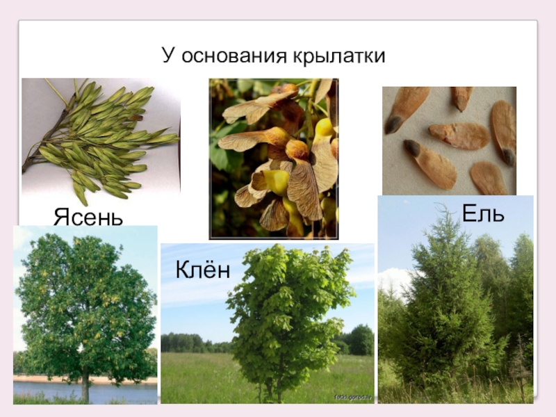 Крылатки ели. Семена липы клена и ясеня. Семена Крылатки ясеня. Семена деревьев клена ясеня липы.