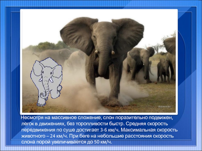 Несмотря на массивное сложение, слон поразительно подвижен, легок в движениях, без торопливости быстр. Средняя