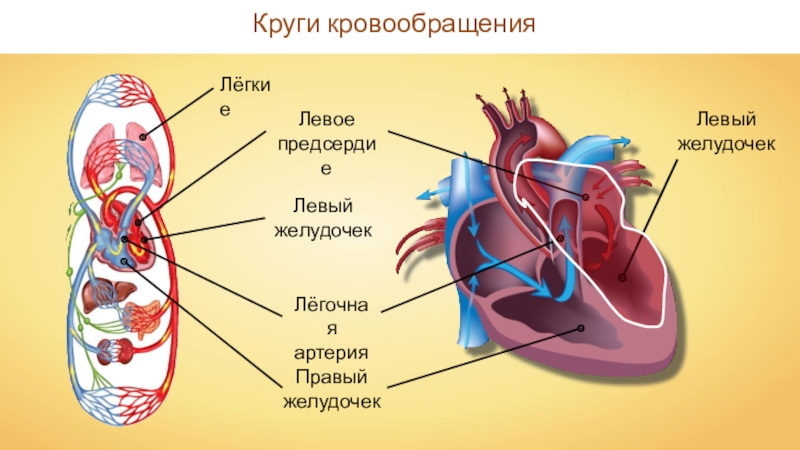 Схема органов кровообращения