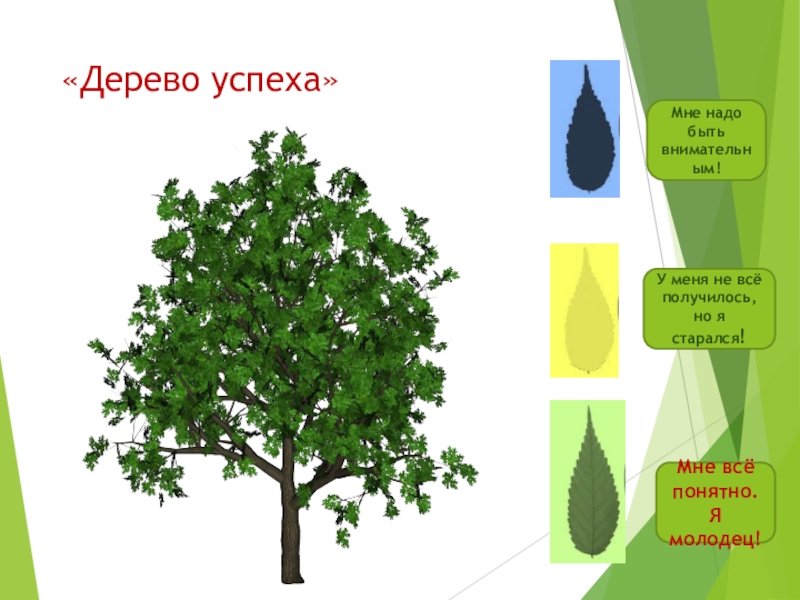 Дерево класс. Дерево успеха. Дерево успеха фото. Дерево успеха в начальной школе. Дерево успеха Леруа.