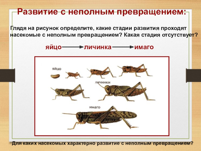 Какой тип развития характерен для муравья. Неполный цикл развития насекомых. Схема развития насекомых с неполным превращением. Цикл развития с неполным превращением. Жизненные циклы насекомых с полным и неполным превращением.