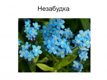 Презентация к внеклассному мероприятию Поле чудес. Цветы России