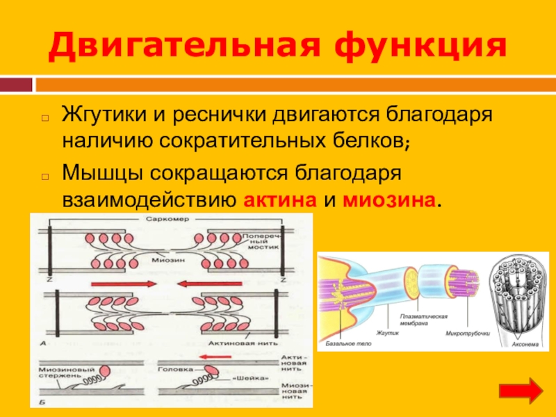 Реснички функции. Жгутики и реснички эукариот функции. Функции жгутиков и ресничек в эукариотической клетке. Реснички и жгутики строение и функции. Строение и функции ресничек и жгутиков.