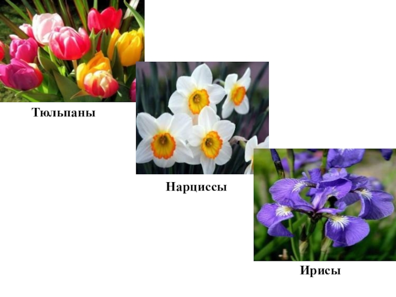 тюльпаны с ирисами и нарциссами. букет с нарциссами и ирисами. первоцветы нарциссы. нарцисс и ирис отличия. нарцисс и ирис отличия.