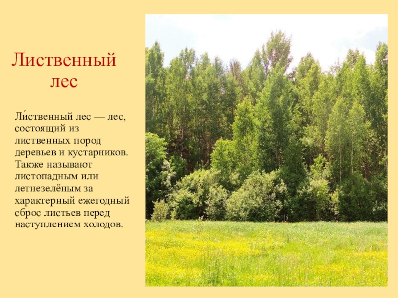 Описание лиственных лесов. Лес для презентации. Лиственный лес. Лиственные леса презентация. Сообщение о лиственном лесе.