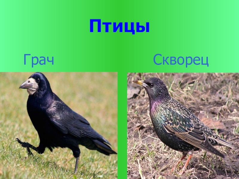 Грач и скворец фото отличие