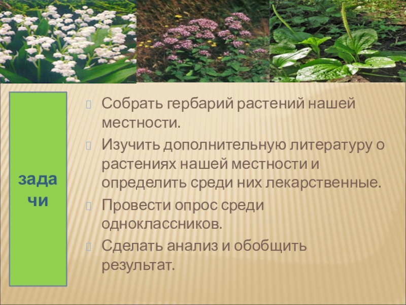 Растительность нашей местности предлагать способ. Растения нашей местности. Гербарий лекарственных растений. Описание растений для гербария. Растения нашей местности задания.