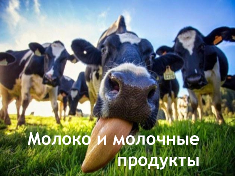 Презентация на тему молоко и молочные продукты